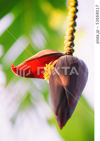 バナナの花の写真素材