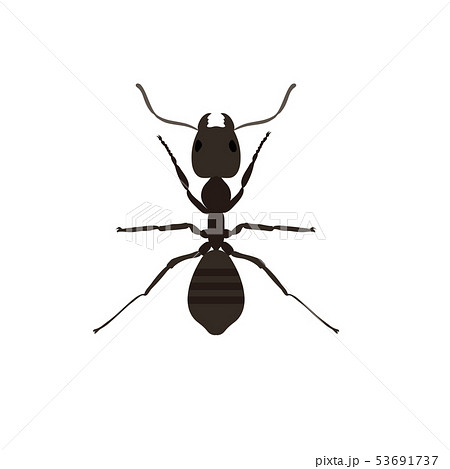 アリ 蟻 のイラスト素材集 Pixta ピクスタ