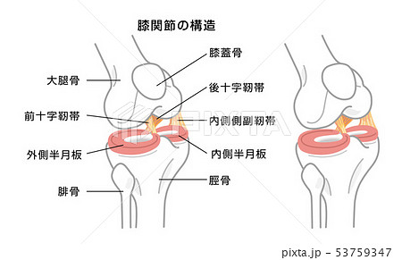 内側側副靭帯のイラスト素材