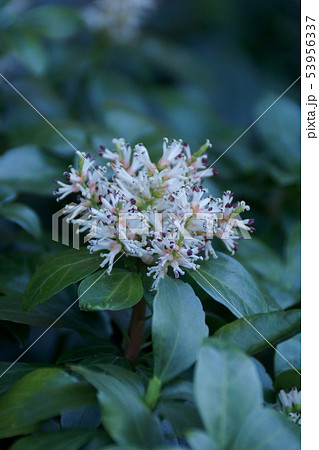 フッキソウの花の写真素材