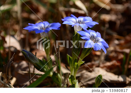 ハルリンドウの ハルリンドウ Gentiana thunbergii リンドウ科 Gentianaceae