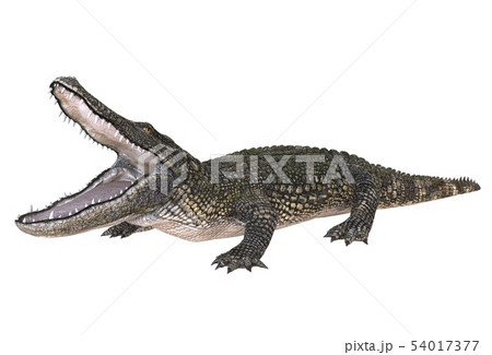 ワニのイラスト素材集 ピクスタ