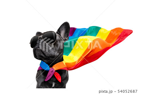 わんこ 犬 ゲイ 同性愛の写真素材