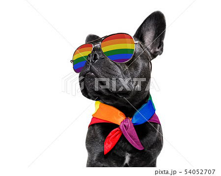 わんこ 犬 ゲイ 同性愛の写真素材