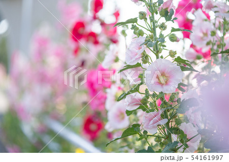 コケコッコー花の写真素材