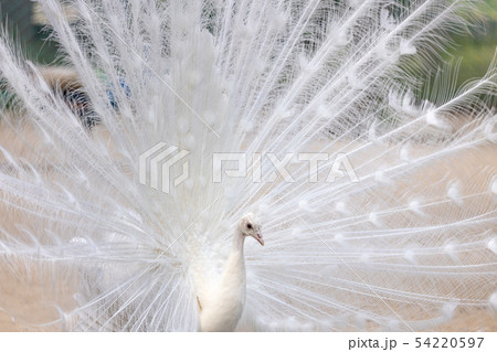白孔雀の写真素材