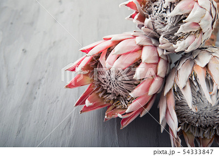 プロテア 花の写真素材