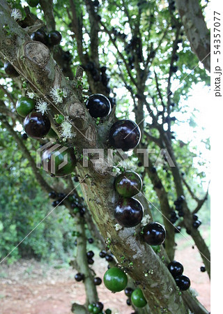 ベスト50 フトモモ 科 果物 最高の花の画像