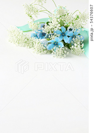 ブルースターの写真素材