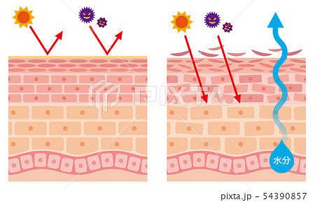 皮膚構造のイラスト素材