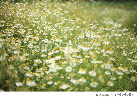 カモミール カミツレ 花 蜂の写真素材