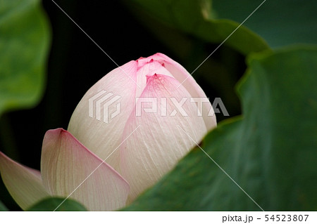 スリランカの国花 7月の誕生花 インドの国花 ベトナムの国花の写真素材