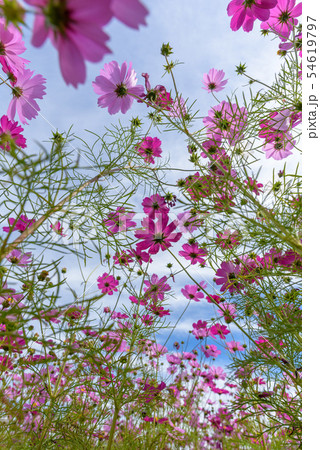 縦構図 花 見上げ コスモスの写真素材