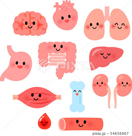 臓器のイラスト素材