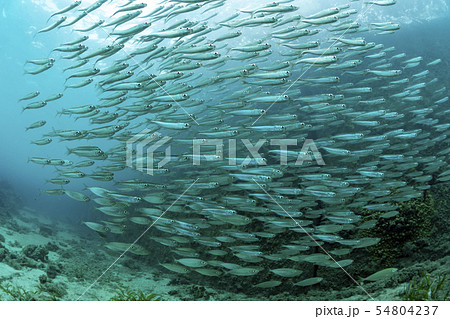 魚 黒 海中 綺麗の写真素材