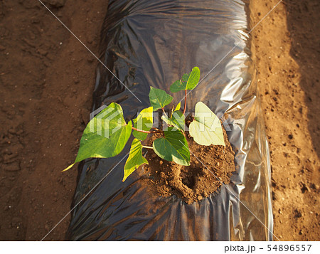 サツマイモの苗の写真素材