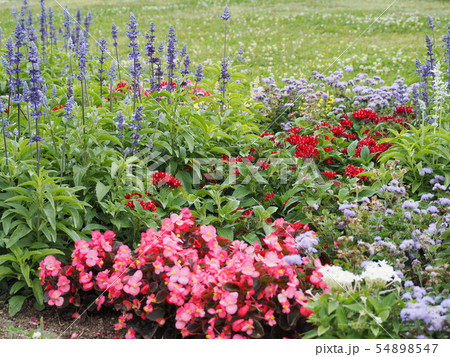 花壇 花畑 花 デルフィニウムの写真素材