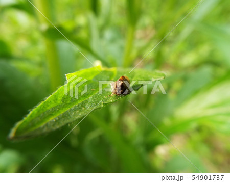 角蝉