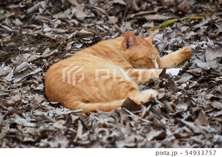 ねこ 猫 ネコ 倒れるの写真素材