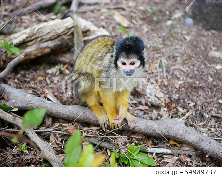 リスザル かわいい 動物 陸の哺乳類 小さい さる 緑色の写真素材