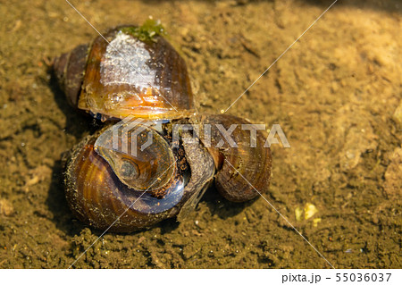 タニシ 田んぼの生物 交尾 貝の写真素材