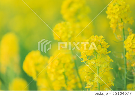 油菜の写真素材
