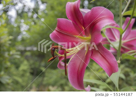 カサブランカ 百合 花 花粉の写真素材