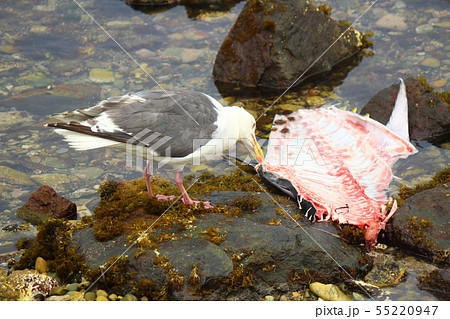 オオセグロカモメ カモメ 魚 食べるの写真素材