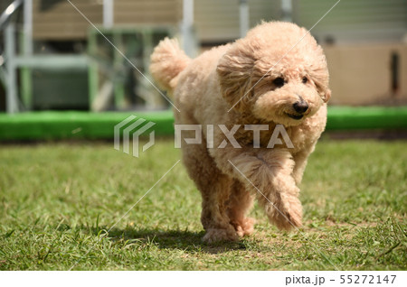 スタンダード プードルの写真素材