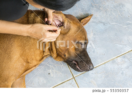 耳ダニ 犬の写真素材