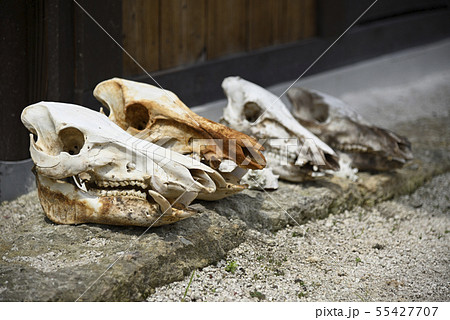 猪の頭蓋骨の写真素材 - PIXTA