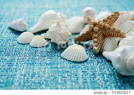 貝殻 貝 ヒトデ 夏イメージの写真素材