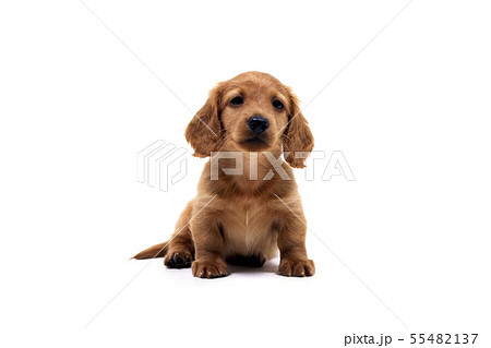 ミニチュアダックスフンド 子犬の写真素材