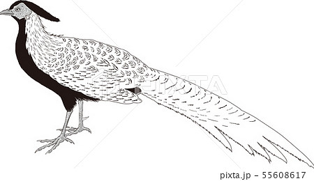 キジ 飛翔 オスキジ 雄雉の写真素材 - PIXTA