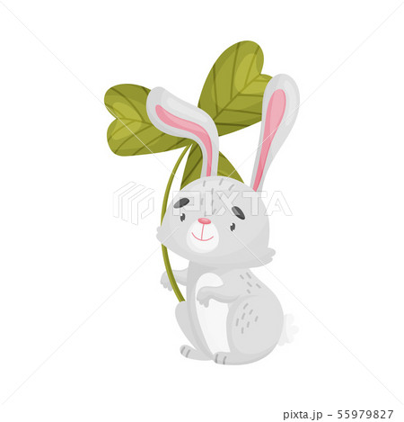 動物 うさぎ クローバー ペットの写真素材