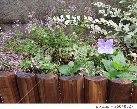 クフェアの花 花壇の写真素材