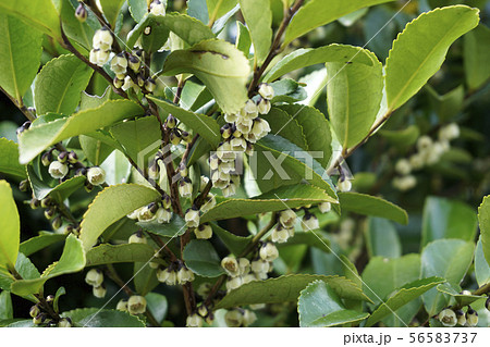 ビシャコ 春 花の写真素材