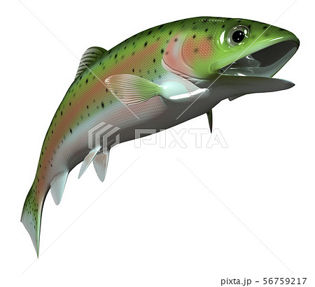 鱒のイラスト素材