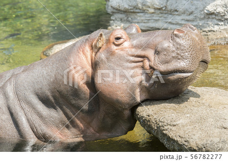 カバの写真素材集 ピクスタ