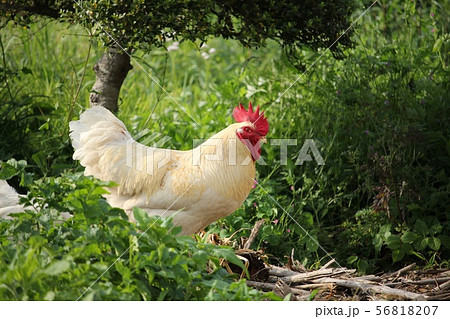 雄鶏と雌鳥の写真素材