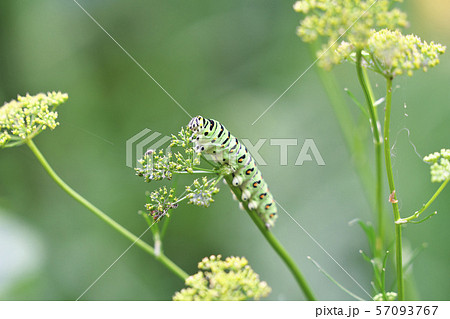 青虫の写真素材