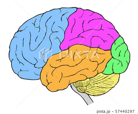 脳 人体 脳みそ 頭部のイラスト素材
