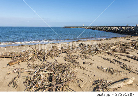 流木 砂浜の写真素材