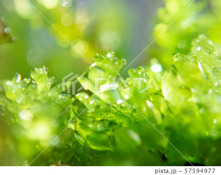 苔 しずく 可愛い 水玉の写真素材