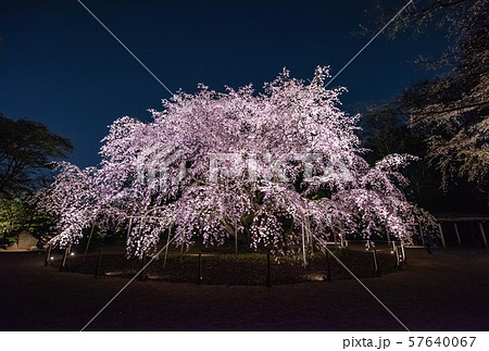 六義園・しだれ桜の写真素材 - PIXTA