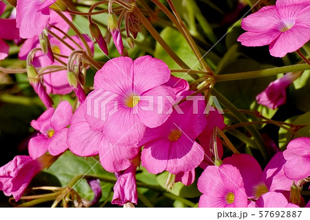 花弁4枚の写真素材