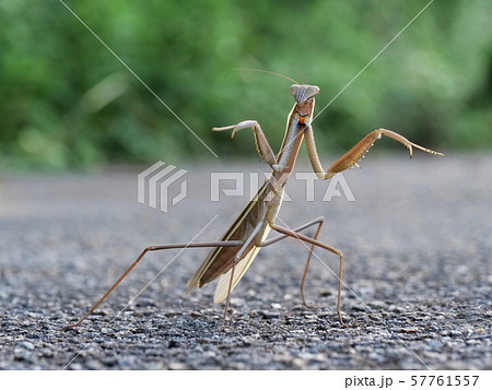 カマキリ 威嚇 昆虫の写真素材 - PIXTA