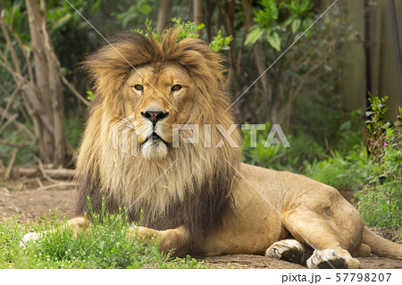 ライオンの正面顔の写真素材