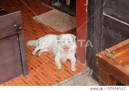 眉毛犬の写真素材