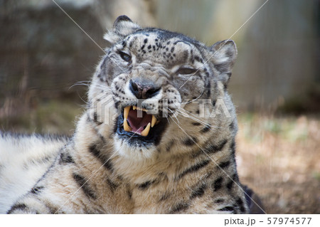 あくび ユキヒョウ 豹 猫科の写真素材